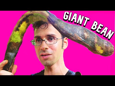 ICE CREAM BEANS - We Found 3-foot long Beans!