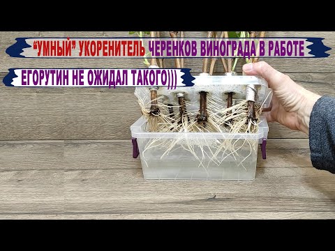 🍇 Такого укоренения ЧЕРЕНКОВ ВИНОГРАДА я еще НЕ ВИДЕЛ. Укоренение день за днем в УМНОМ укоренителе.