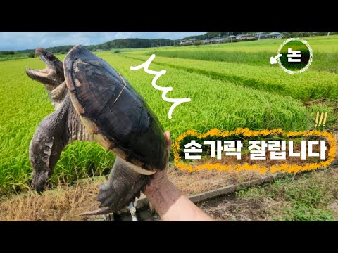 ※늑대거북 4만마리 서식※ 최강의 외래종이 이딴식으로 잡힐정도입니다.역대급으로 심각성이 느껴지는 사태입니다.