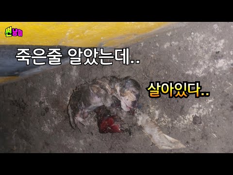차디찬 바닥에 핏덩어리채로 버려져있던 새끼고양이...살릴수있을까