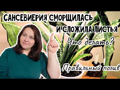 Почему сансевиерия потеряла тургор и сложила листья? Что делать?