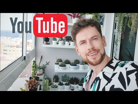 Overview of the plants on the balcony. Succulents: cacti, crassulas, sansevierias, euphorbia.