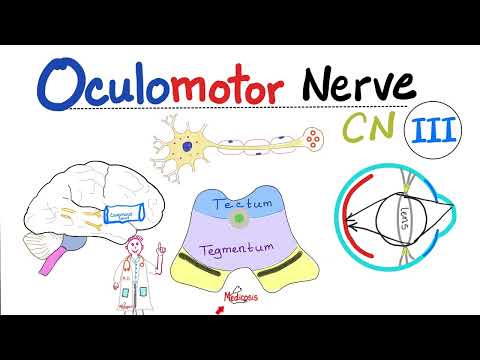 Oculomotor Nerve - The 3rd Cranial Nerve (CN III) - Uncal herniation - Neuroanatomy