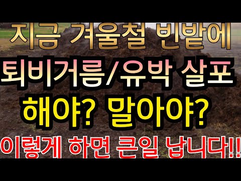겨울철  빈밭에 퇴비거름, 유박 지금 미리 넣으면 좋을까요?아닐까요?겨울엔 꼭 이렇게 해주세요!(농촌진흥청 발표 자료)내년 작물들 생사를 결정합니다#퇴비#유박#친환경#힐링#건강
