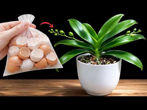Eggshell Fertilizer for Orchids – A Simple Natural Method for Stronger Growth