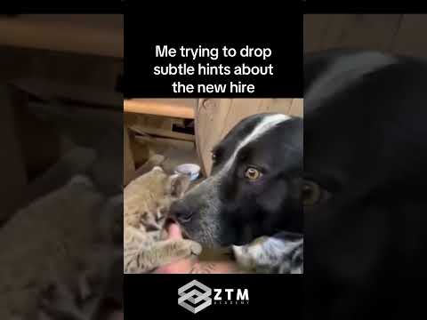 When You Accidentally Hire a Fake Developer 😂