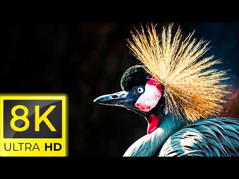 8K BIRDS  - THE WORLD OF BIRDS IN 8K ULTRA HD/8K TV