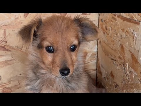 We didn't expect that a wild puppy would trust us so quickly.