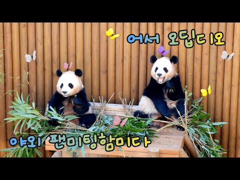 어서 오딥디오..야외 팬미팅함미다🌸🏡🌿월요일 오전에만 오픈되는 루이와 후이의 야외 활동모습과 엄마&아빠까지 바오패밀리의 사랑스러운 일상🐼💕25.12.08