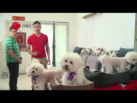 10隻比熊犬見零食即撲 一聽門鐘即狗衝撲人 Eric Ko教分食及開門迎賓前須知【煉狗術師S1 EP8-3】