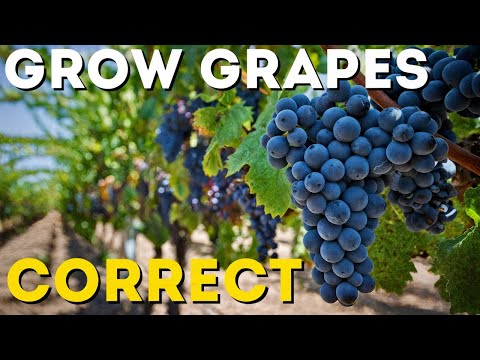 9 Helpful Tips for Growing Grapes: How to Get Bigger Clusters and a Richer Harvest!