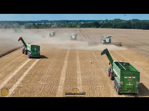 Der 41,4m Durchbruch! 3 Mähdrescher Dreschen Fläche in Rekordzeit ab! Lexion 8800 - 18T L Korntank