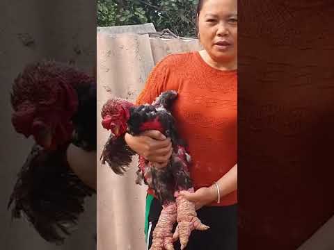 Куры с лапами дракона 🐉 | Удивительная порода Донг Тао