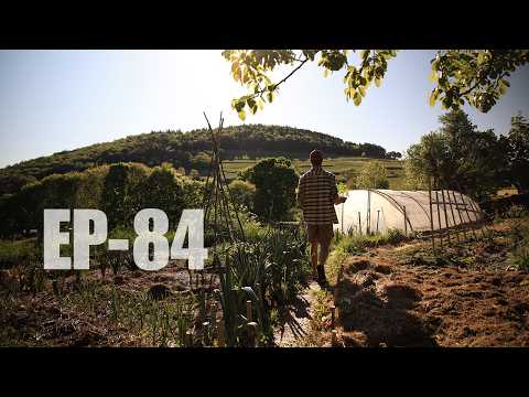 NOS ABEILLES SONT LÀ ! EP-84