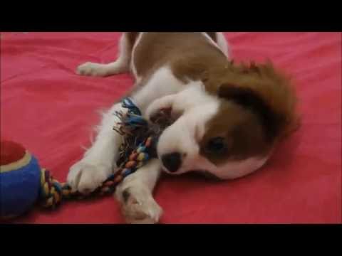 Нептуша. 3 месяца. Кавалер кинг чарльз спаниель.