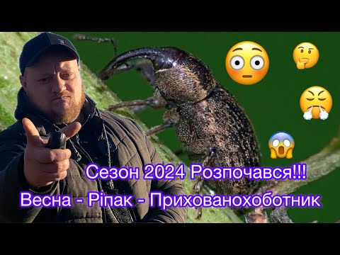 Прихованохоботник: як його впіймати та захистити ріпак