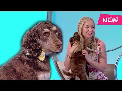 Dexter the dog - Would I Lie to You?