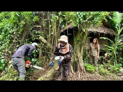 Cut down The haunted tree we were shock to have to do this | clean up the scary rumor