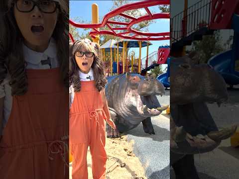 Hippo Fun Facts for Kids | Soso’s Wild Animal Toys Come Alive!