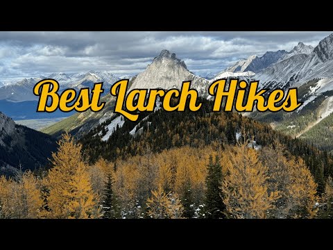 Pocaterra Ridge Larch Hike – Canada’s Most Stunning Fall Colours