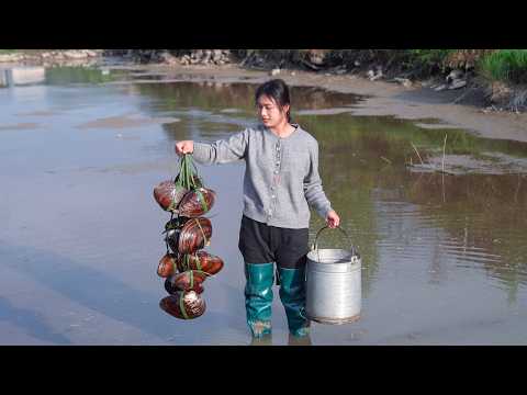 Draining the Water of Pond! Catching Shells, Loaches, Crayfish and a Lot of Fish!