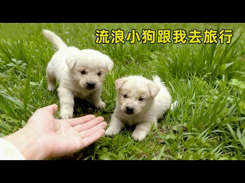 本想一个人看世界，却捡了3个“小跟班”：小伙带流浪狗的治愈之旅