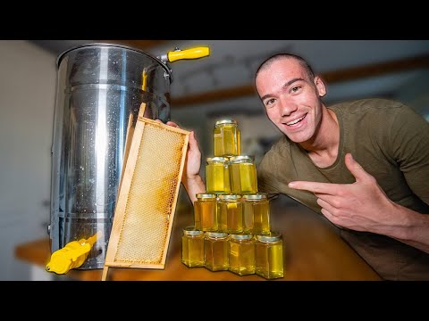 How honey is harvested - From beehive to jars