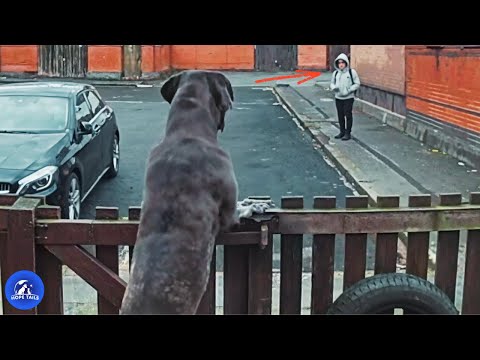 Shadow The Giant Dog Everyone Feared Until They Saw His Sweet Soul