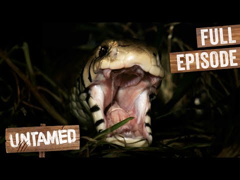 Forest Cobra's Hunting Skills Caught On Camera | Speed Kills