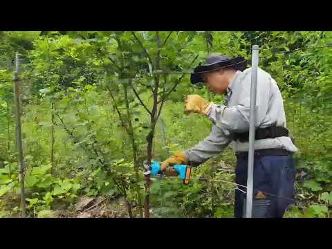 내년을 위해 산딸기 전지