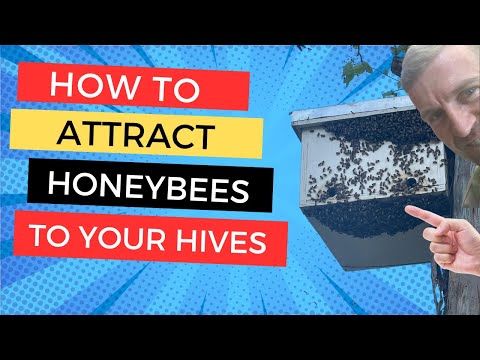 How we bait and place bee hives to attract hundreds of swarms every year