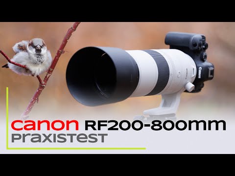Canon RF200-800mm - Praxistest: Autofokus, IS und Schärfe