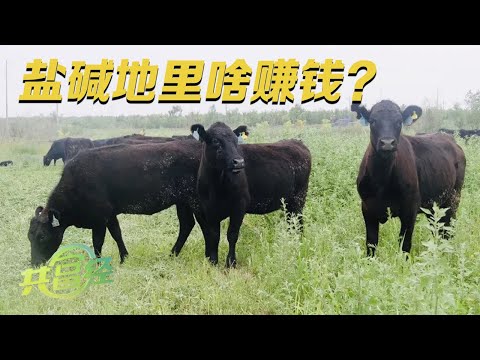 他激活盐碱地，养的牛一头能卖到30,000元！把盐碱地变“聚宝盆”的关键，竟然是种植这种特别的牧草！|「共富经」20230821