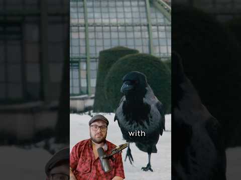 These CROWS shouldn’t be together - or should they? #AnimalABC