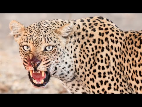 Is This the Perfect Wildlife Safari Lens? - 50-200 2.8 - OM System M.Zuiko Goes On Safari #sponsored