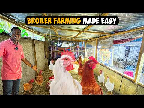 Why Broiler Farming is More Profitable than Layer Farming in Poultry Business #poultryfarming #layer
