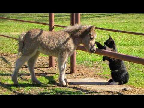 Cats Caught Being Friendly With Other Animals