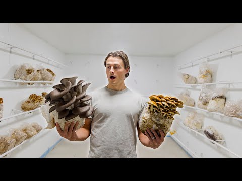 I Visited a Mushroom Farm to Discover the Truth Behind Fungi