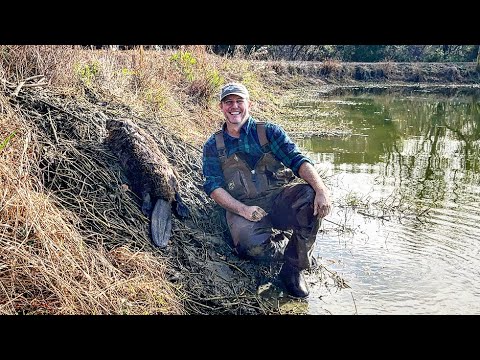 Beaver trapping to save the pond levee.