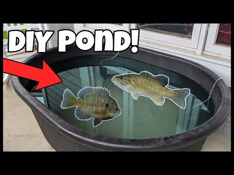 CHEAP DIY Pond Build for Outdoor Fish!