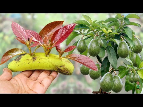 Secret method of growing avocado from cuttings that you should know