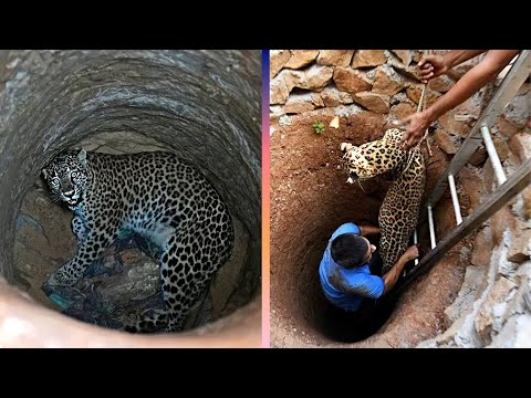 تجميعة لحيوانات طلبت المساعدة من البشر | لعام 2024