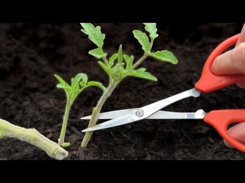 🍅 5 Techniques to Help Tomato Plants Grow Faster