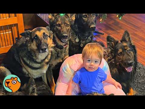Huge Dogs Protect Baby Like Their Puppy | Cuddle Buddies