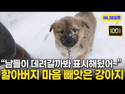 남들이 데려갈까 강아지에 표시 해둔 할아버지 ㅋㅋㅋㅋㅋ I KBS 동물극장 단짝 220225 방송
