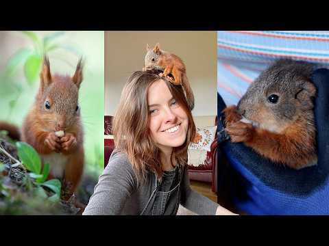 I rescued eight baby red squirrels - This is what I learned