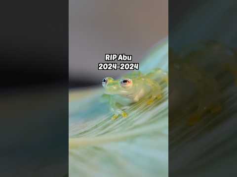 Something terrible happened to the world's cutest frog 😢