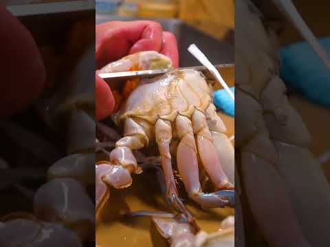【希少】ワタリガニの捌き方!渡り蟹一筋55年「松屋」How to cut blue crab!
