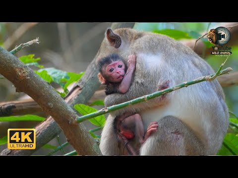 Young Monkey JAZZY Has Just Given Birth to Her First Baby | Full Documentary