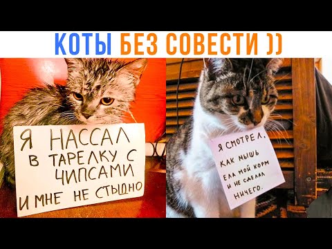 CATS THAT ARE NOT ASHAMED ))) Jokes | Memozg 1668
